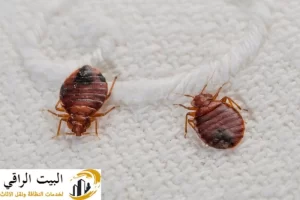 شركة مكافحة البق بالرياض