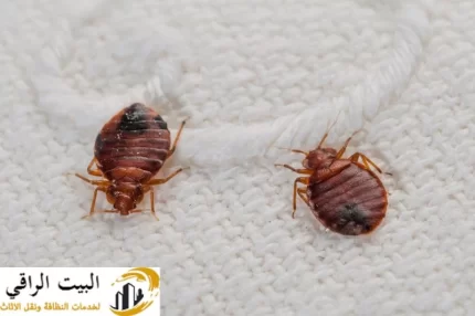 شركة مكافحة البق بالرياض