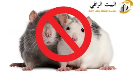 شركة مكافحة الفئران بالرياض
