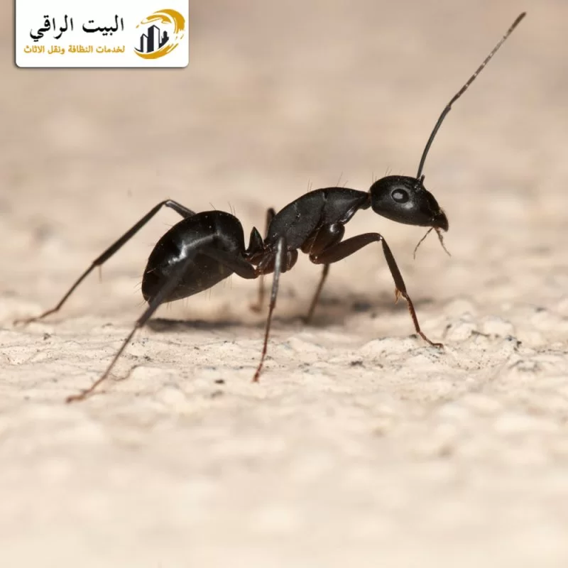 مميزات مؤسسة ابادة النمل الاسود في الرياض