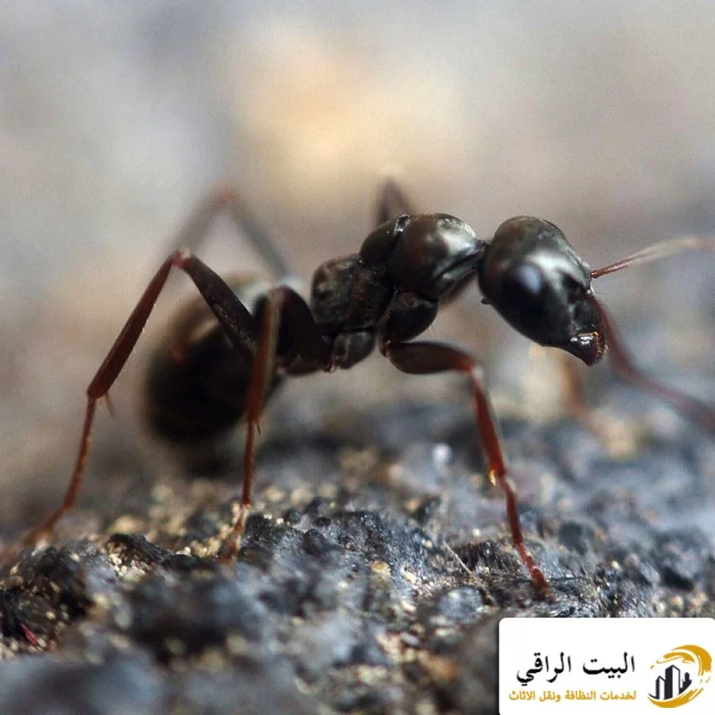 مكافحة النمل الأسود بالرياض