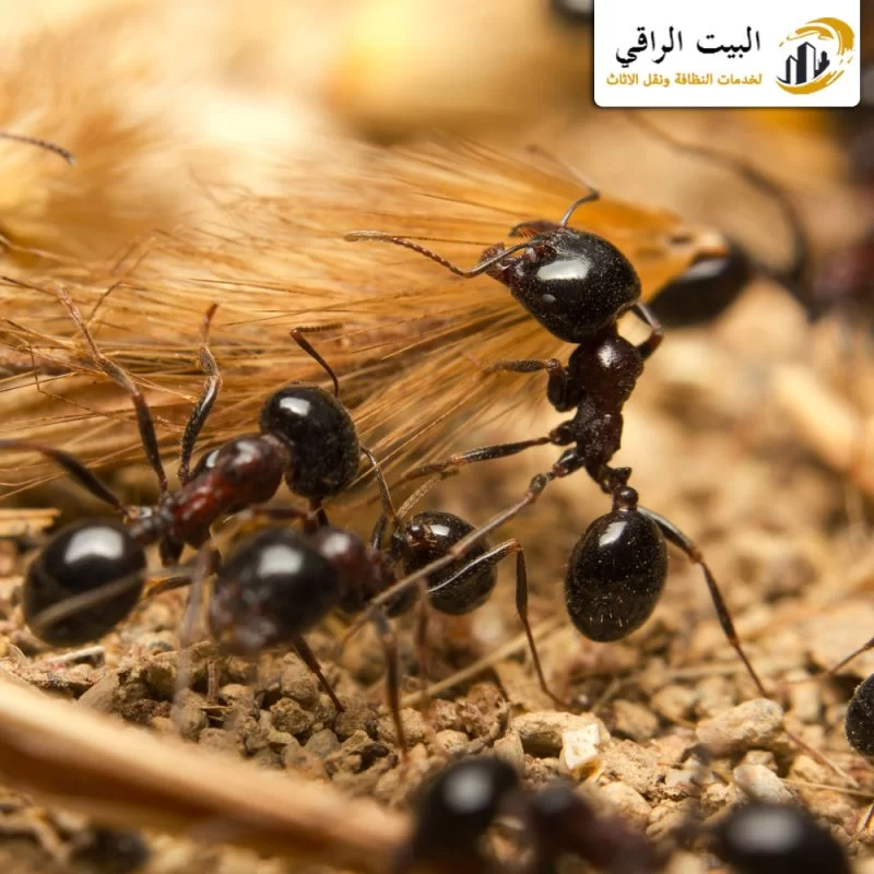 أرخص شركة مكافحة النمل الاسود بالرياض