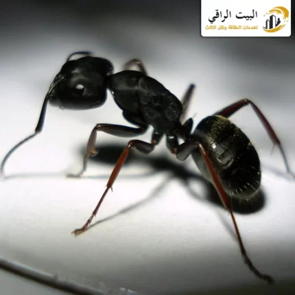 شركة مكافحة النمل الاسود بالرياض