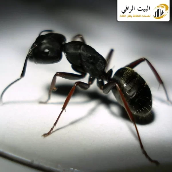 شركة مكافحة النمل الاسود بالرياض