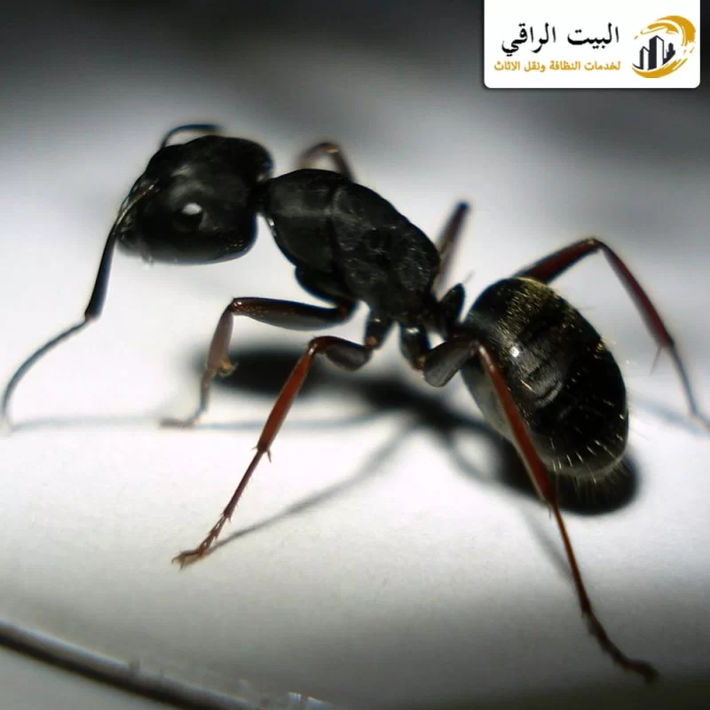 شركة مكافحة النمل الاسود بالرياض | 0550071994 | ابادة رخيصة بأفضل المبيدات