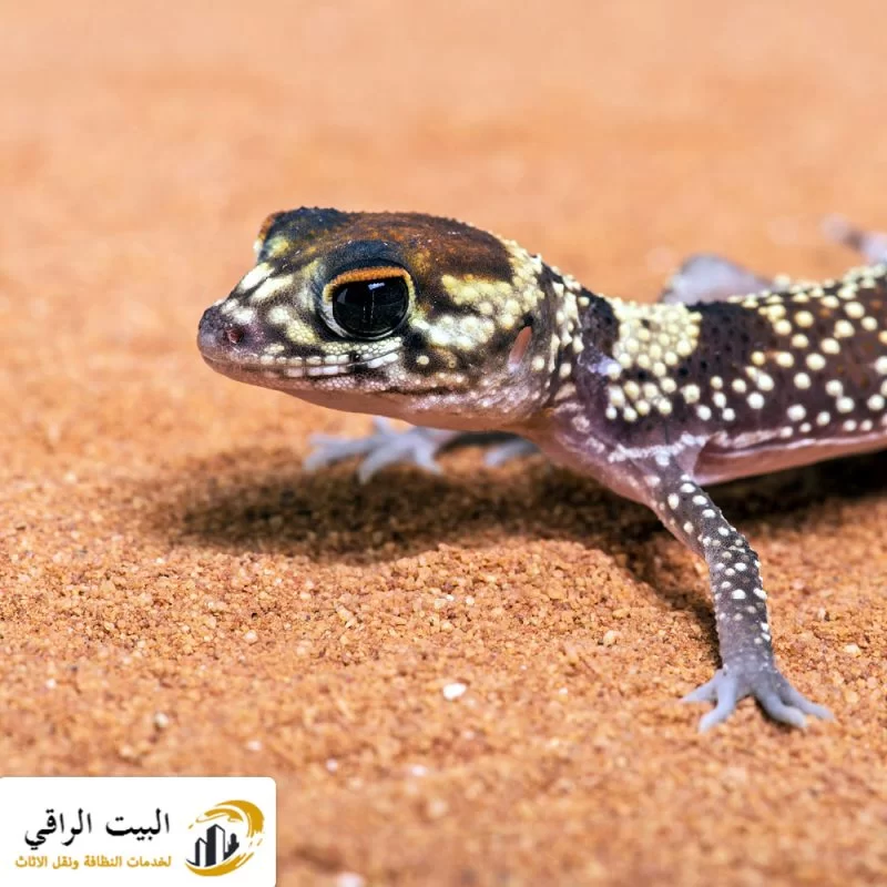 كيف تمنع الوزغ من دخول البيت؟