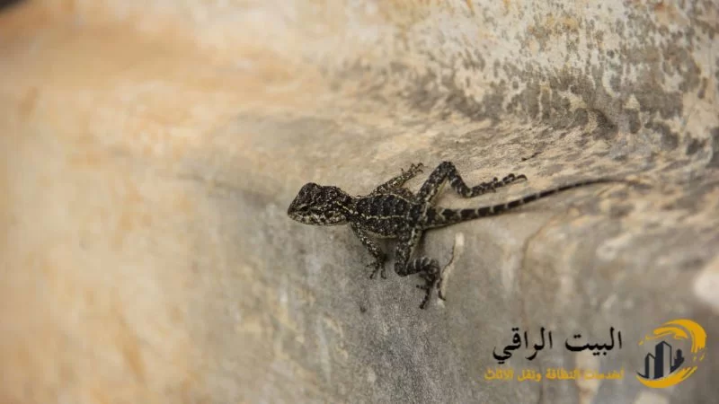 على ماذا يدل وجود البرص في البيت؟