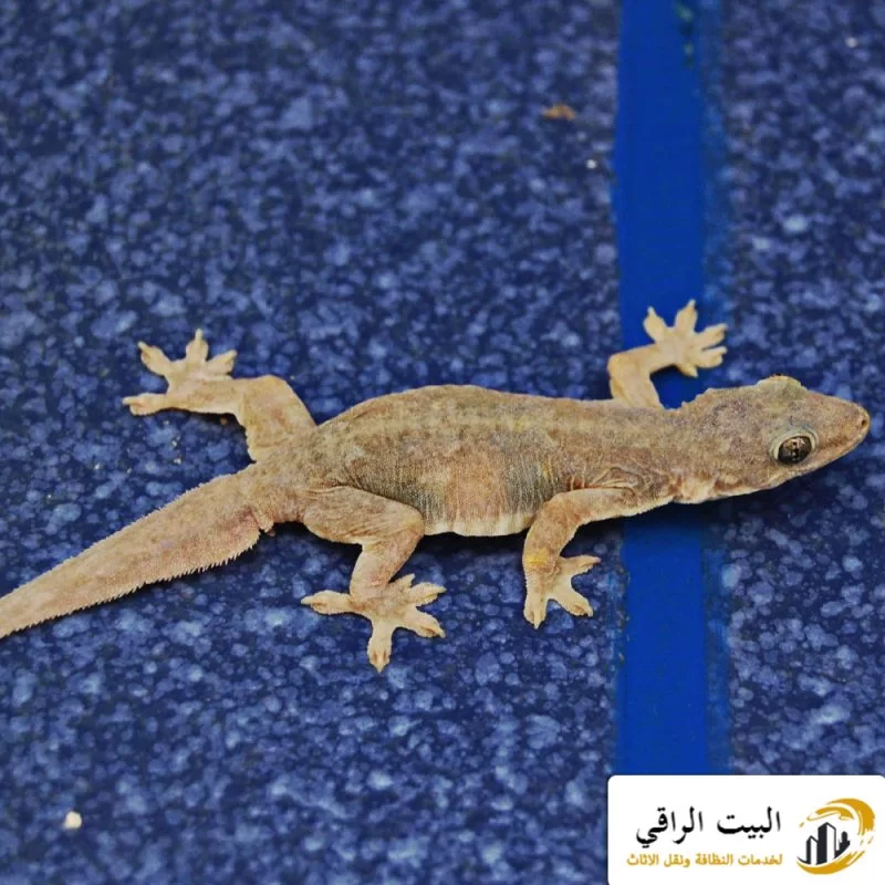 اسعار شركة مكافحة الوزغ بالرياض