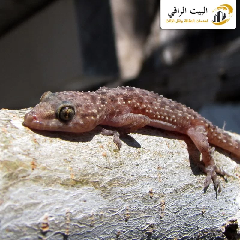 مخاطر تواجد الوزغ في المنازل