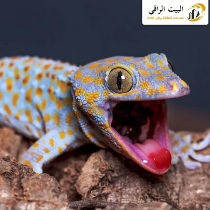 شركة مكافحة الوزغ بالرياض
