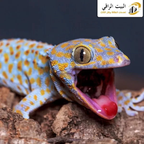 شركة مكافحة الوزغ بالرياض