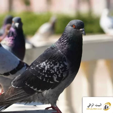 شركة مكافحة الحمام بالرياض
