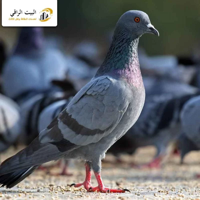ما اضرار كثرة انتشار الحمام فوق أسطح منزلك؟