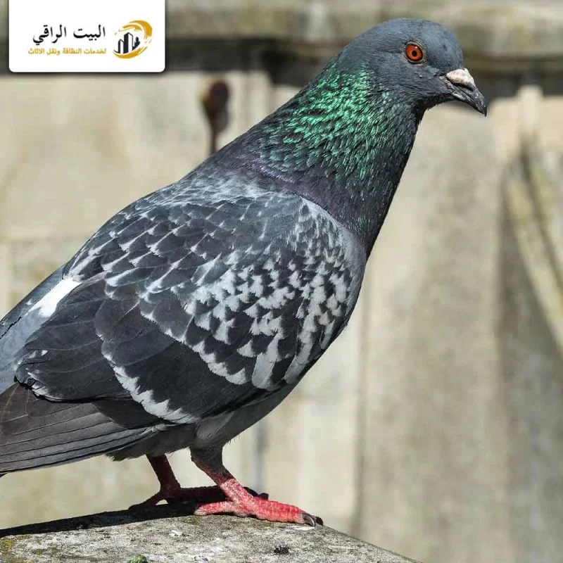 مكافحة الحمام في البيوت