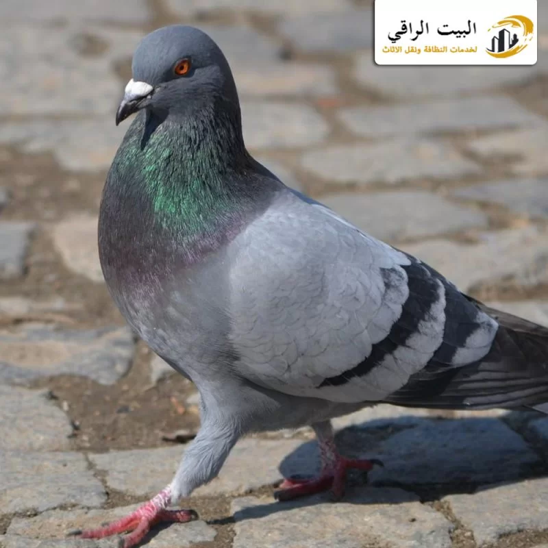 مكافحة حشرات الحمام بالرياض