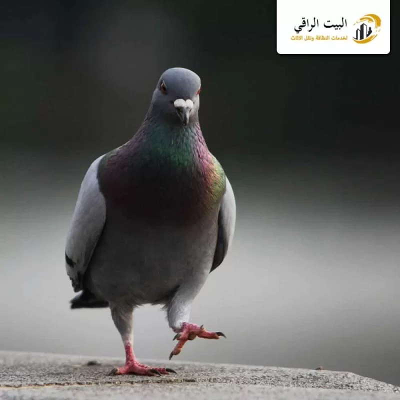 ما أنواع طارد الحمام التي يمكننا ان نقوم بتركيبها في شركتنا؟