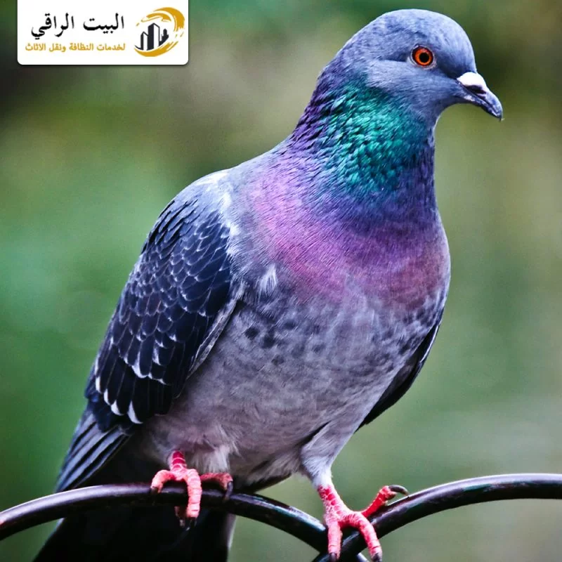 أفضل شركة مكافحة حمام بالرياض