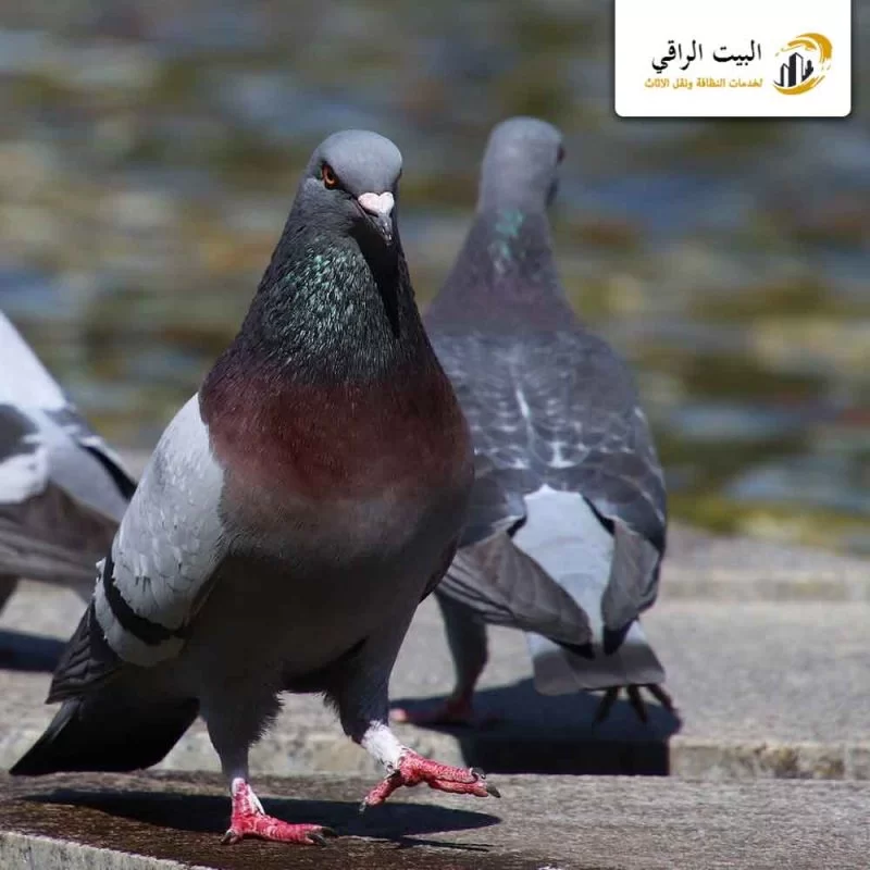 أين تقدم الشركة خدمات مكافحة وطرد الحمام بالرياض