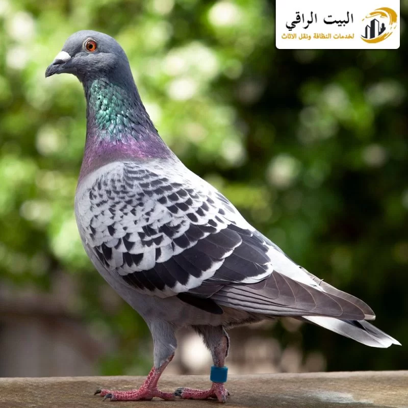 ارخص خدمات مكافحة وطرد الحمام بالرياض