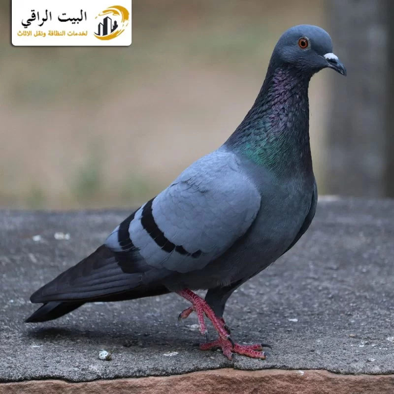 كيف تطرد الطيور من الشباك؟