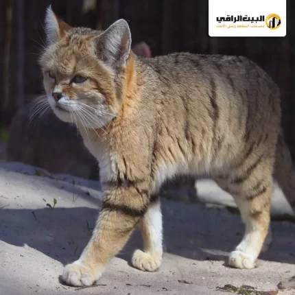 شركة صيد قطط بالرياض