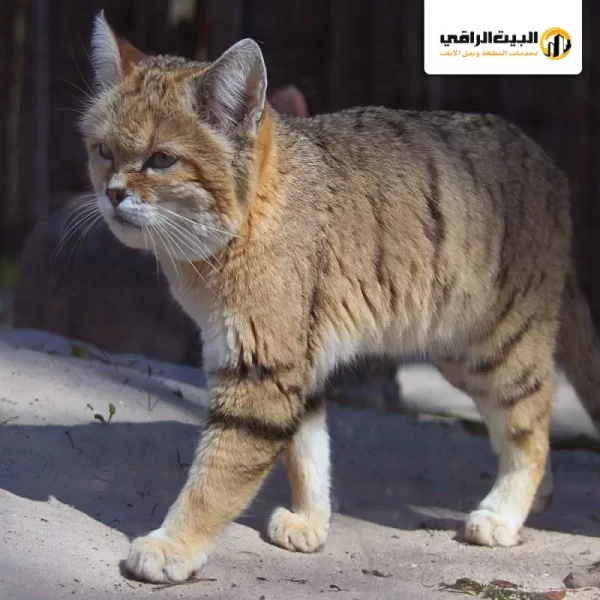 شركة صيد قطط بالرياض