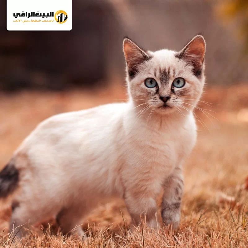 ما أسباب تواجد القطط داخل منزلك؟